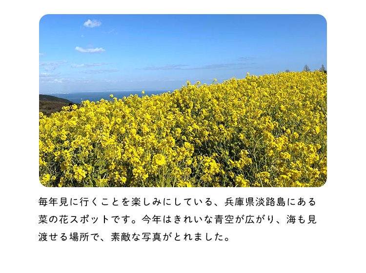 兵庫県淡路島にある菜の花スポットです。