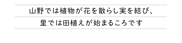 里では田植えが始まるころです