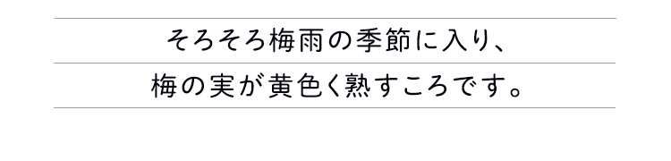 そろそろ梅雨の季節に入り、梅の実が黄色く熟すころです。