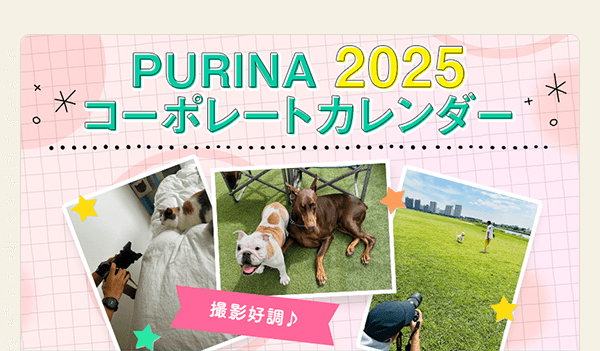 PURINA 2025 コーポレートカレンダー　撮影好調！