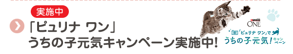 【実施中】「ピュリナ ワン」うちの子元気キャンペーン実施中！