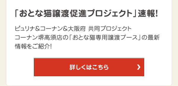 「おとな猫譲渡促進プロジェクト」速報！