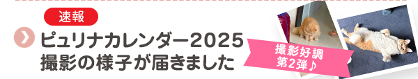 【速報】ピュリナカレンダー2025　撮影の様子が届きました