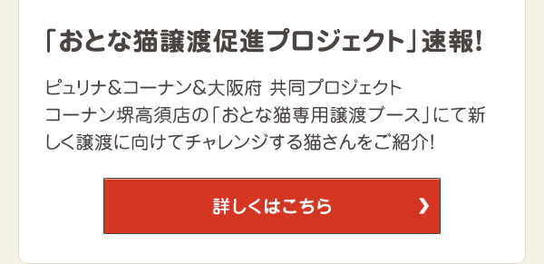 「おとな猫譲渡促進プロジェクト」速報！