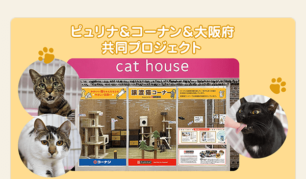 ＼ピュリナ＆コーナン＆大阪府 共同プロジェクト／おとなネコ譲渡促進プロジェクト