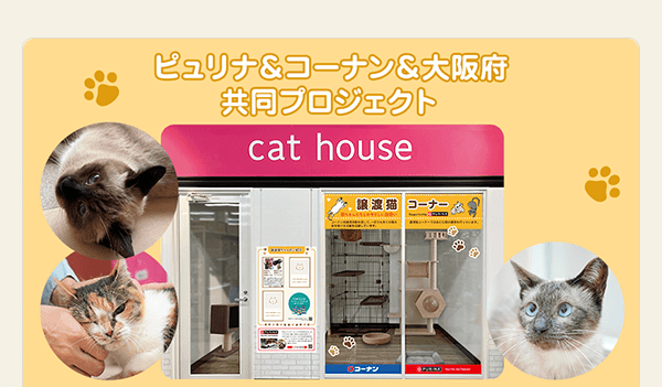 コーナン×PURINA 「おとな猫譲渡促進プロジェクト」速報！
