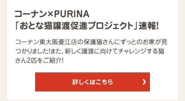 コーナン東大阪菱江店の保護猫さんにずっとのお家が見つかりました！また、新しく譲渡に向けてチャレンジする猫さん2匹をご紹介！