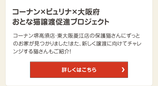 コーナン堺高須店・東大阪菱江店の保護猫さんにずっとのお家が見つかりました！また、新しく譲渡に向けてチャレンジする猫さんもご紹介！